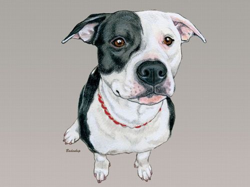 Pit Bull  Blank Note Card