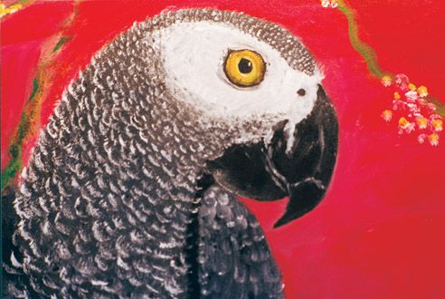 African Grey Parrot Birthday Card 5 x 7 with Envelope
