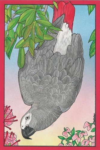African Grey Blank Note Card