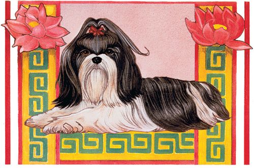 Shih Tzu Dog Birthday Card 5 x 7 with envelope