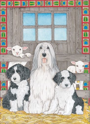 Bearded Collie Blank Note Card