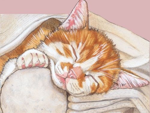 Cat Tabby Small Blank Note Card