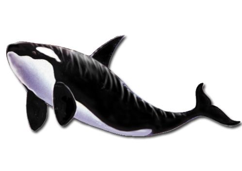 Orca Whale Magnet Wooden