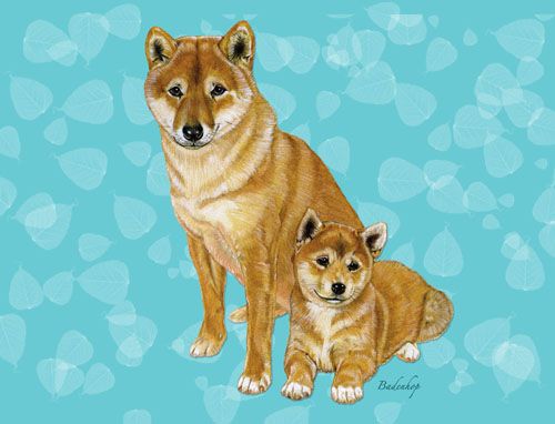 Shiba Inu Blank Note Cards Boxed