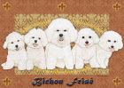 Bichon Frise Blank Note Cards Boxed