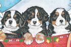 Bernese Mountain Dog Pups Birthday Card 5 x 7 with Envelope