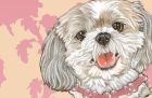 Shih Tzu Small Blank Note Cards Boxed