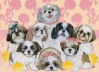 Shih Tzu Blank Note Cards Boxed