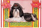 Shih Tzu Blank Note Cards Boxed